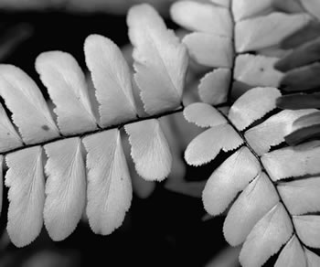 3 Branches Fine Art Photograph - Island Art Bocas Artist